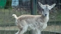 urial bucharský mládě
